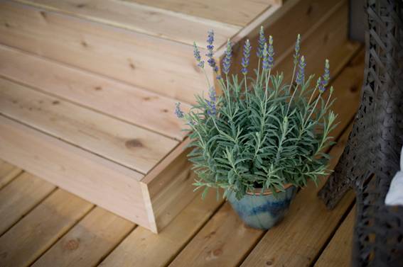 A green plant is next to wooden steps.