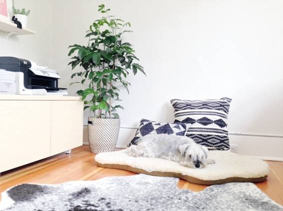 "Dog sleeping on the white mat."