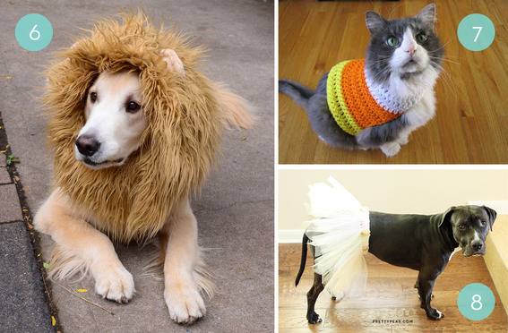 10 DIY Halloween Costumes For Your Pet
