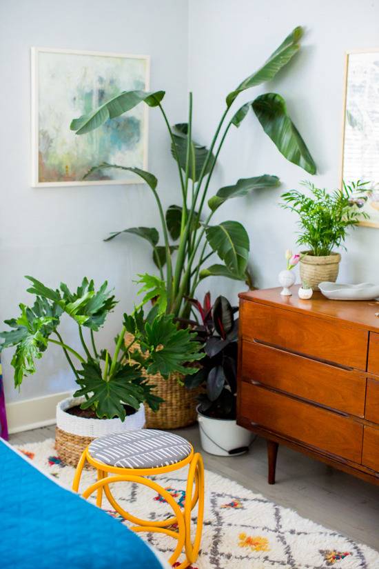 Different types of potted plants aside in the bedroom.
