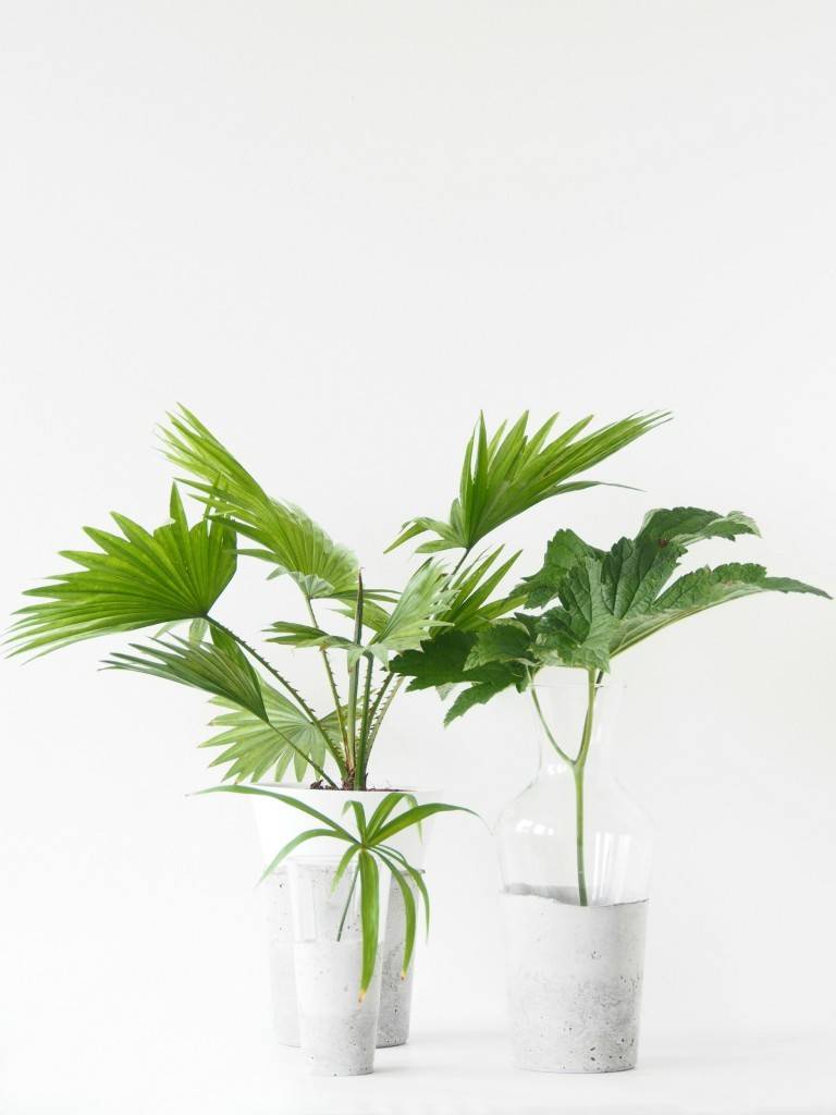 Three small tropical plants in white pots.