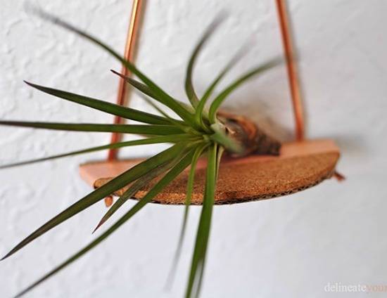 6 DIY Desert Plant Projects For The Home