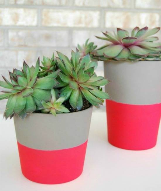 6 DIY Desert Plant Projects For The Home