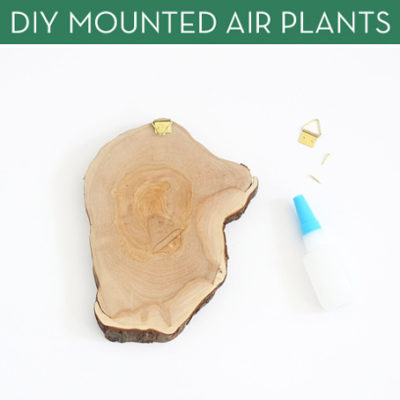 DIY Mounted Air Plants