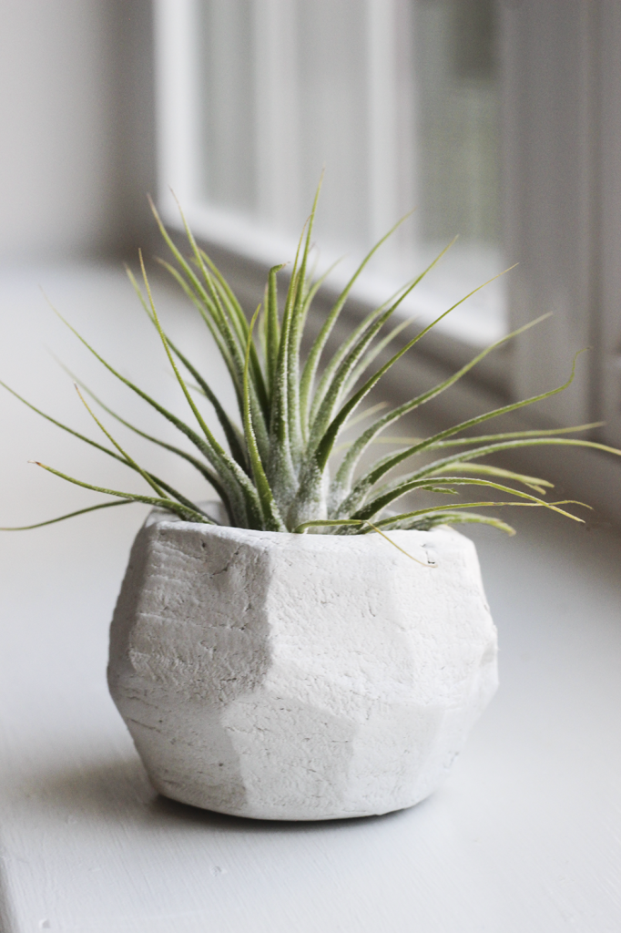 A plant in a white container in a light colored room with windows.