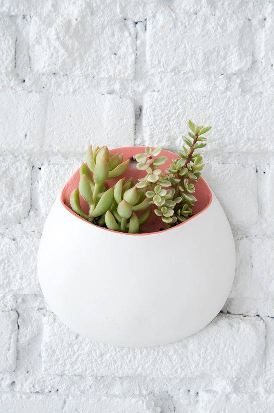 Succulents grow in a rounded white container.
