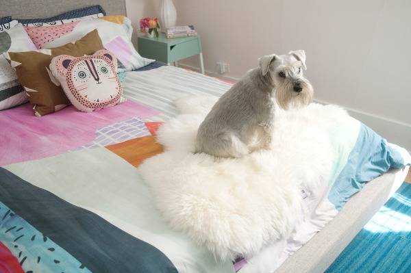 A dog sits on a colorful bed in a room with a white wall.