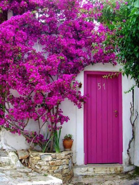 A fuschia door with a giant fuschia pant growing up the front of the building.
