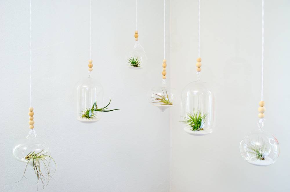 Hanging air plants in glass cloches