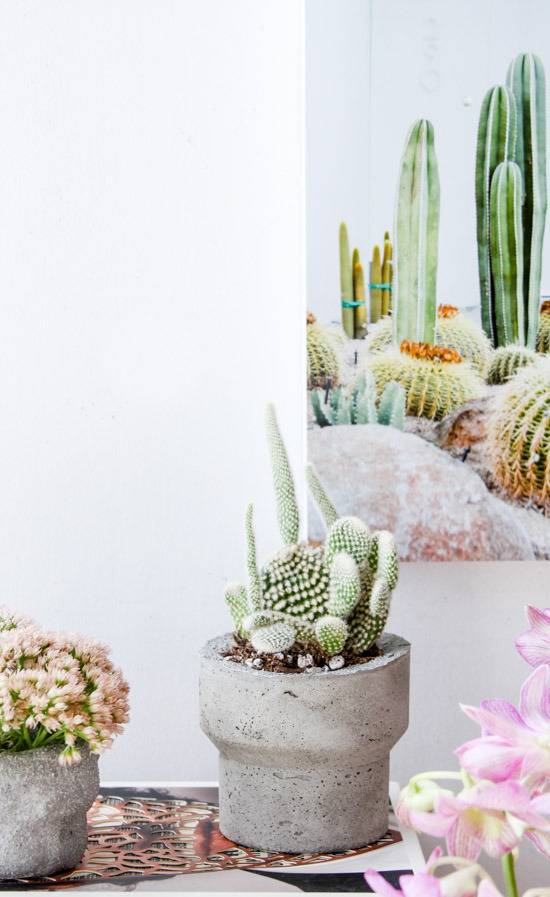 Plants and cactuses are growing in a white room.