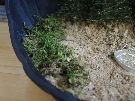 Dirt and moss in a bowl.