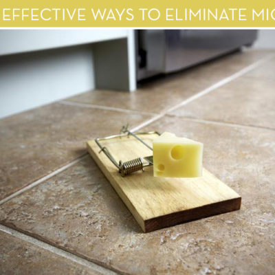 How To Get Rid of Mice