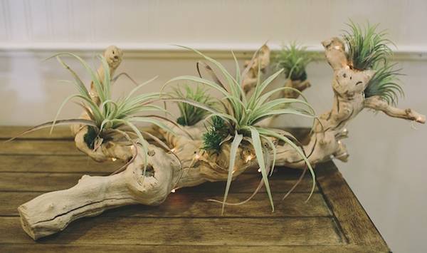 DIY driftwood & tillandsia centerpiece