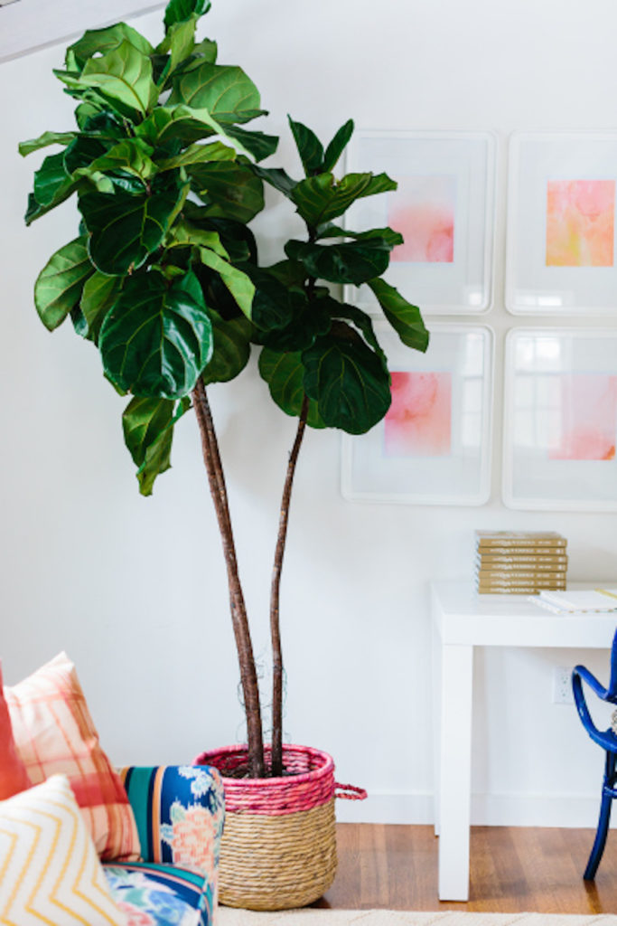 The Fiddle Fig Leaf