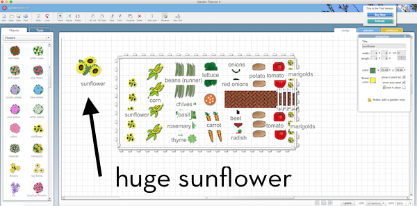 An arrow on a computer screen is pointing at a sunflower.