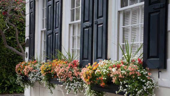 Windowboxes filled with flowers adorn windows of a white house with black shutters.