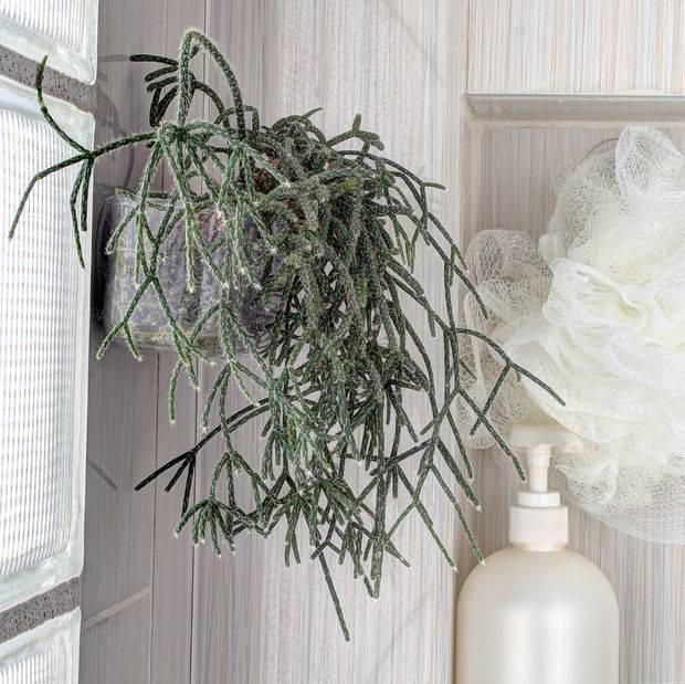 EYE CANDY: Ways To Bring The Garden Indoors 