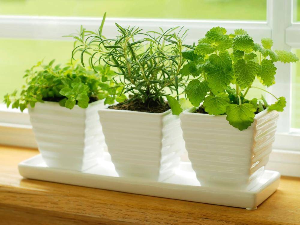 herb gardens 101