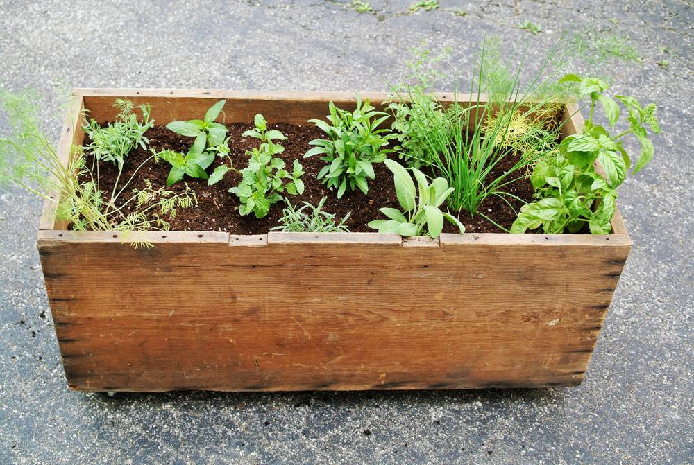 herb gardens 101