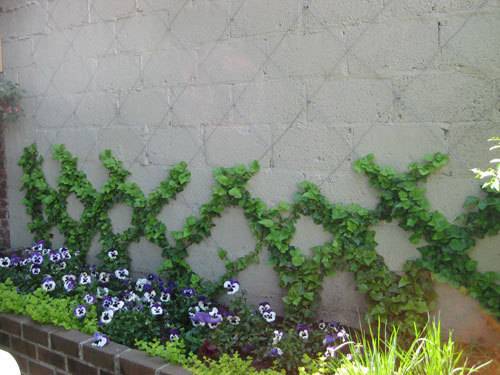 A brick flower bed with purple and white pansies and a criss-crossing vine growing half way up a stone wall.