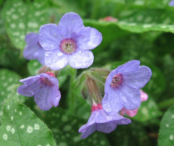 lungwort