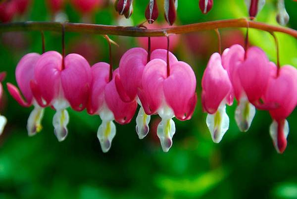 bleeding hearts