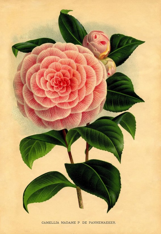 A card with blossoming flower and leaves.