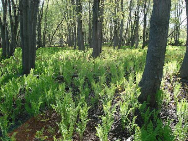 fiddlehead ferns