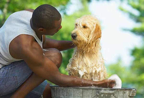 guy washing darling dog