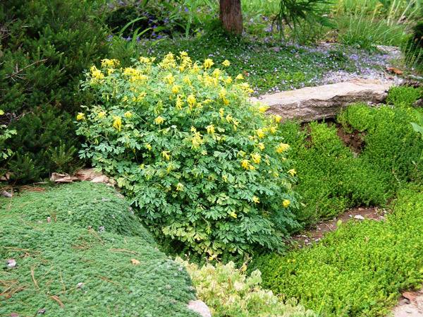 yellow corydalis