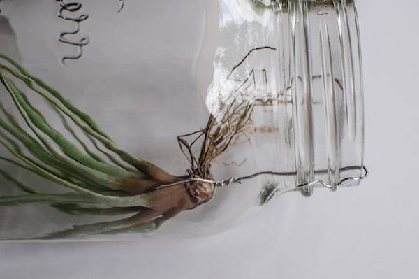 Hanging air plant planter wire