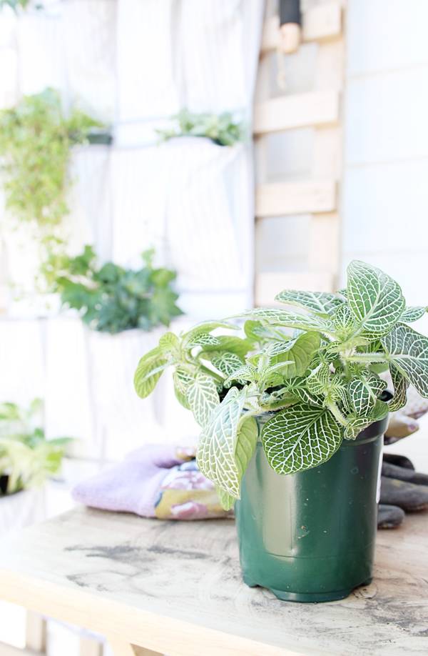 Turn a Shoe Organizer into a Vertical Planter