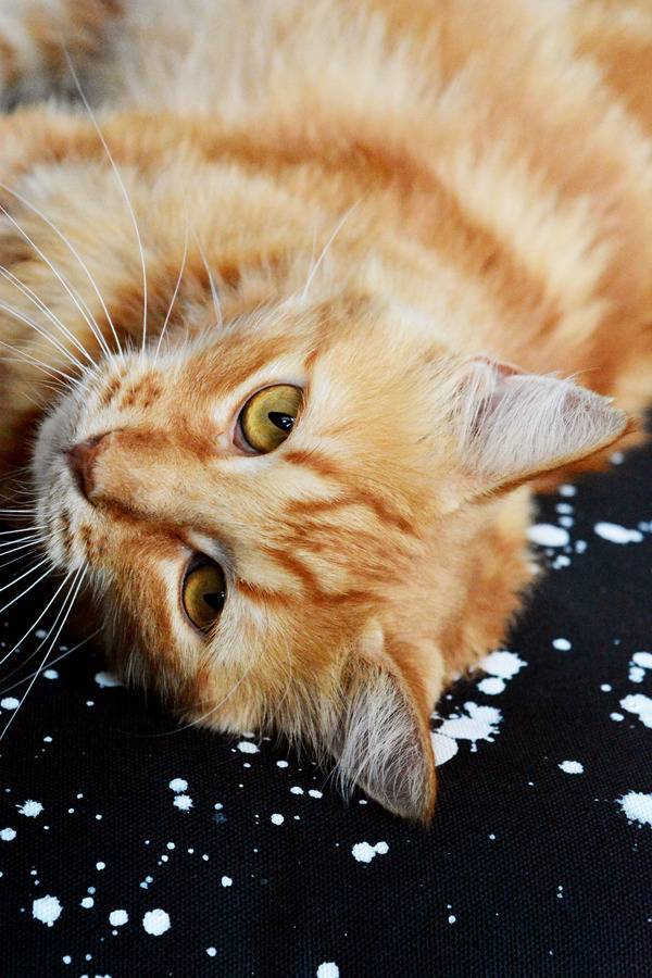 Ginger and white striped cat lying on a black, dotted with white mat.