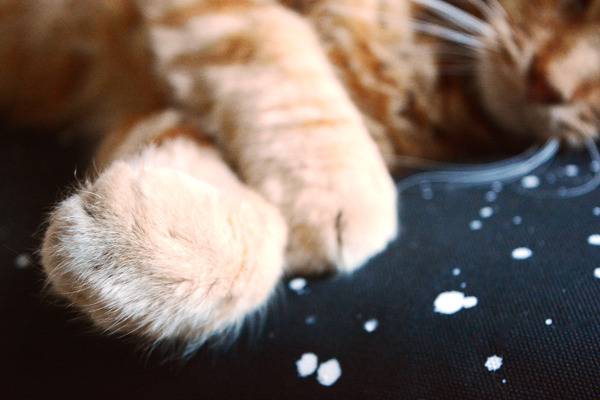 Brown cat is sleeping on the white spotted black pet bed.