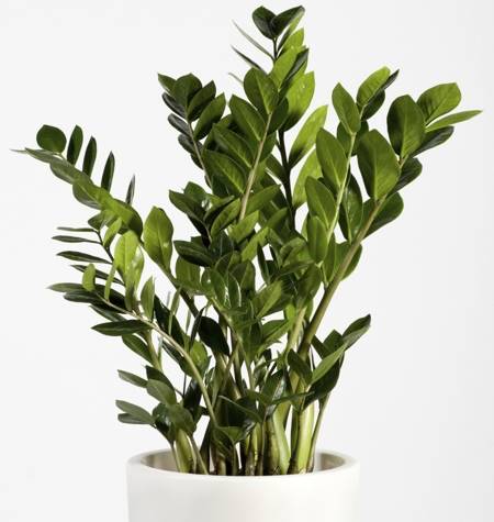 ZZ Plant