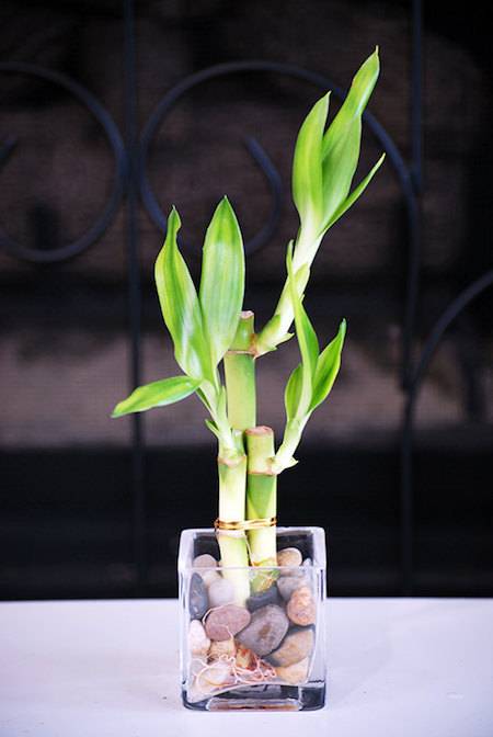 Lucky Bamboo Plant