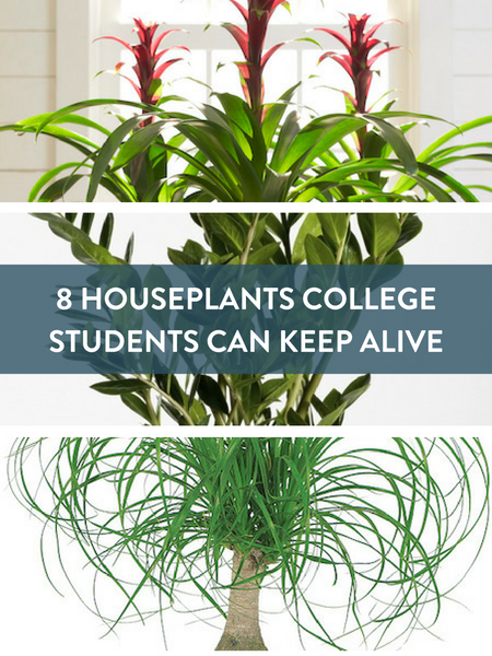 8 dorm room plants Pinterest image
