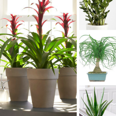 8 dorm room plants feature image