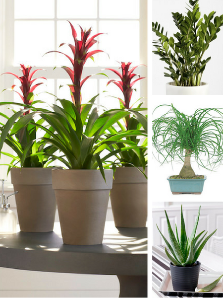8 dorm room plants feature image