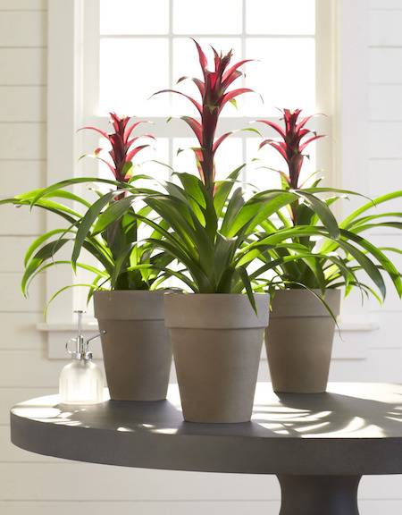 Bromeliad plant