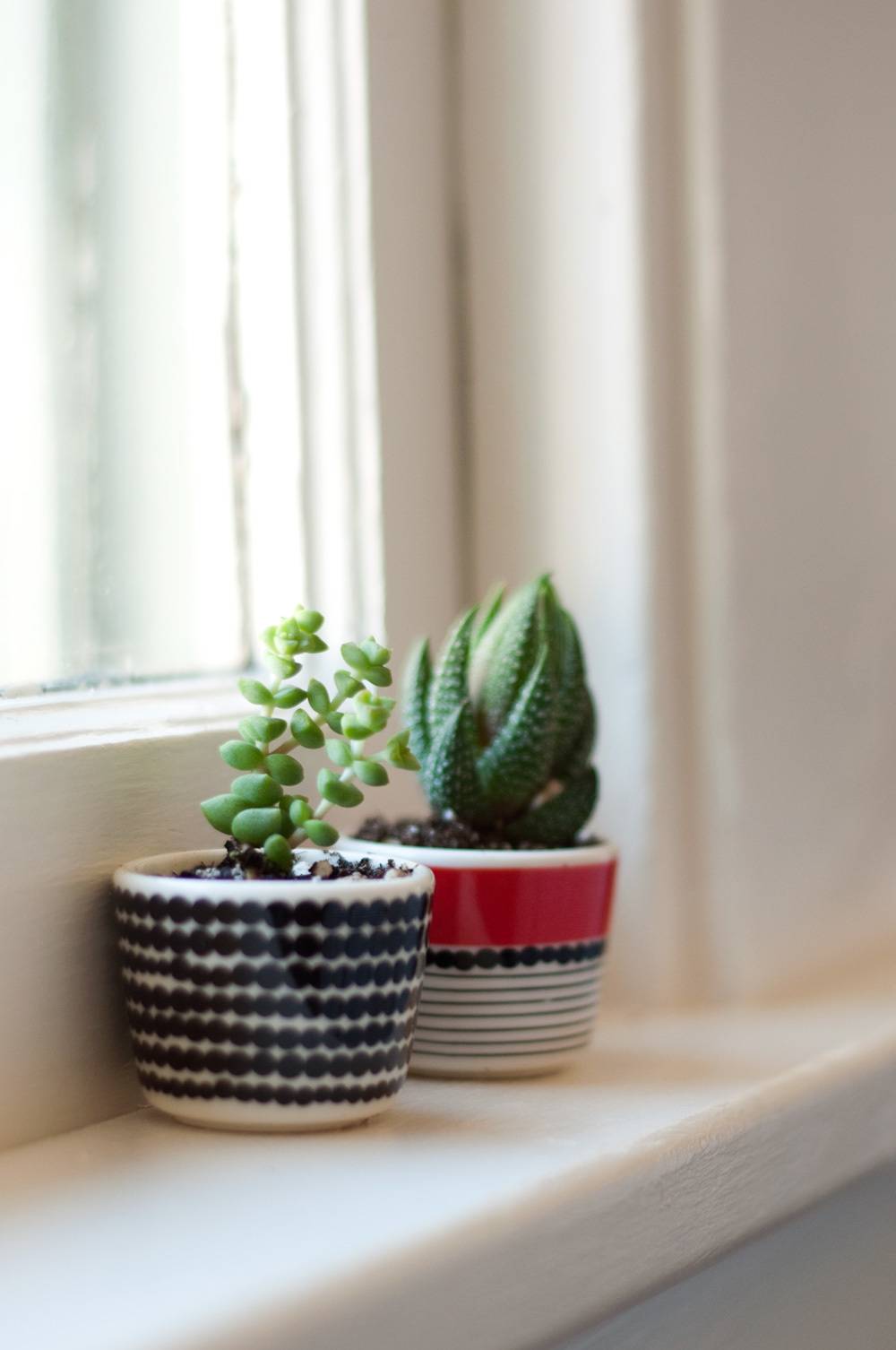 Two small potted plants sitting next to one another on a white windowsill in a sunny room.