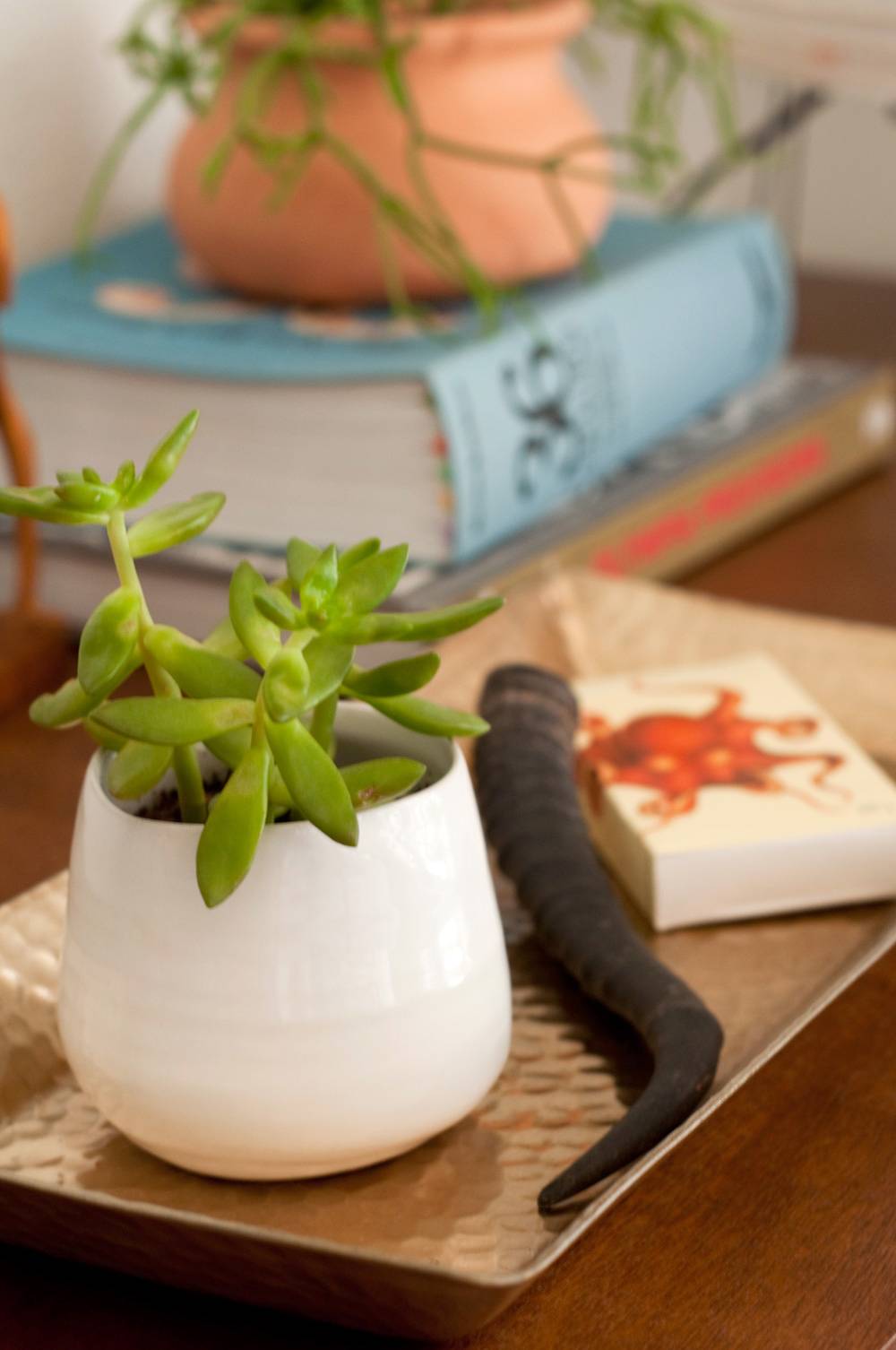 A white pot on a table next to a blue book with another plant on it