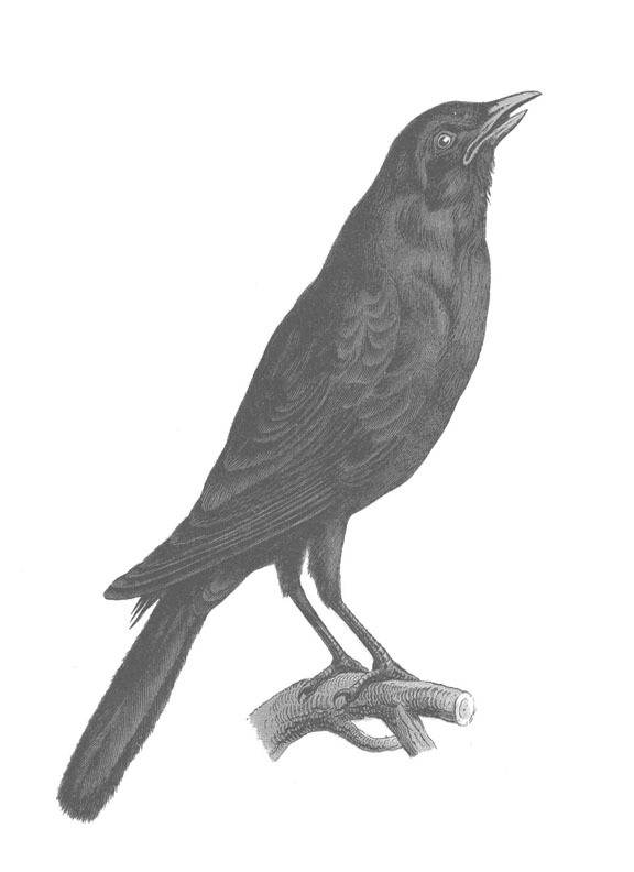 Halloween Decor With Vintage Printables