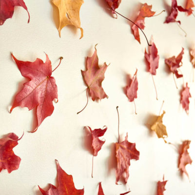 Colored leaves of red and yellow applied to a plain white wall.