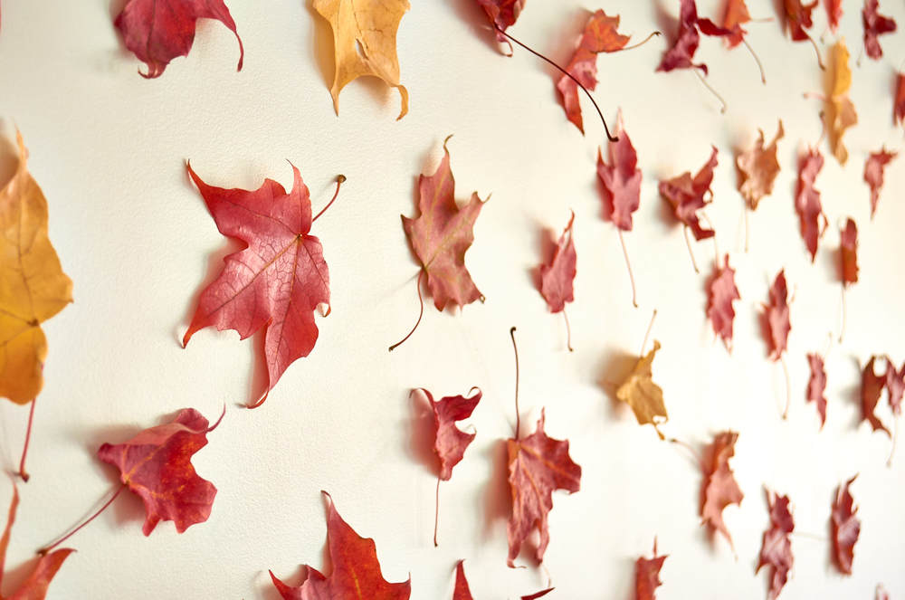 Colored leaves of red and yellow applied to a plain white wall.