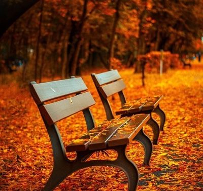autumn, avenue, bench
