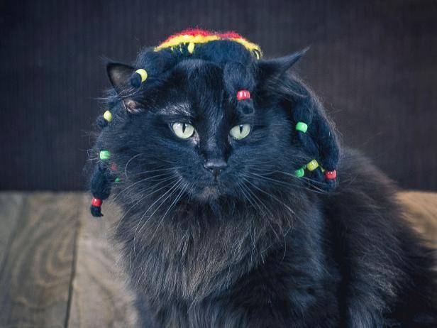 A black cat with colorful beads in its fur