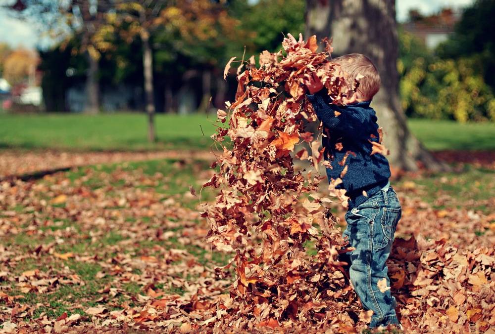 A child throws a pile of leaves into the air.