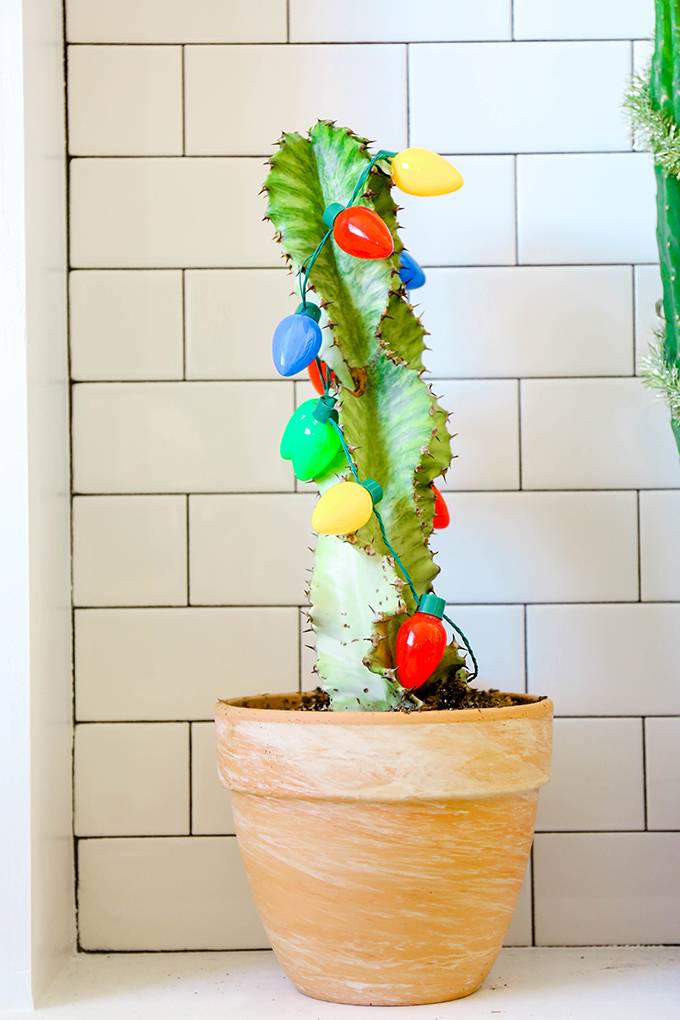 How to: Make Year-Round Plants Look Good for the Holidays
