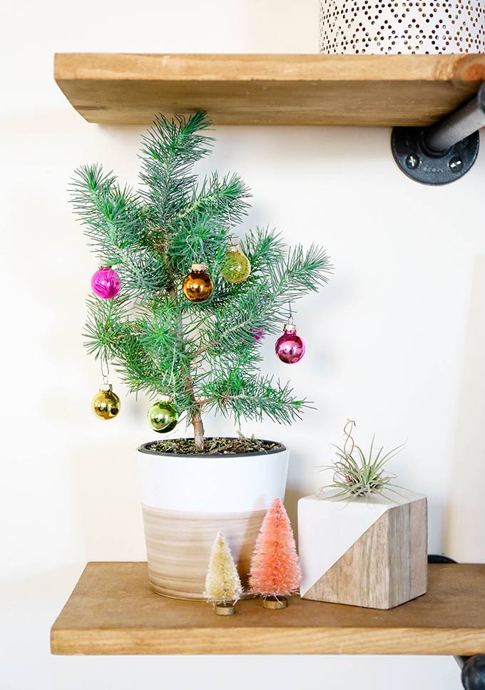 How to: Make Year-Round Plants Look Good for the Holidays